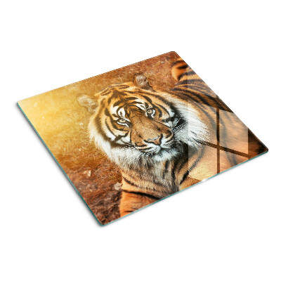 Tábua para corte Tigre sob os raios do sol