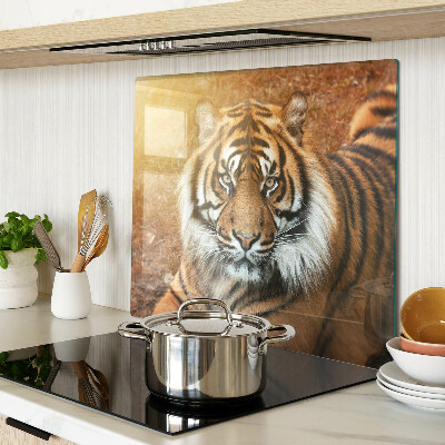 Tábua para corte Tigre sob os raios do sol