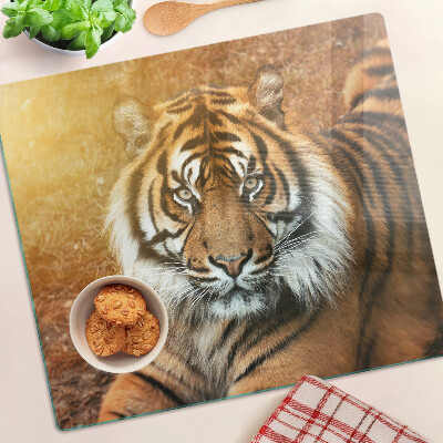 Tábua para corte Tigre sob os raios do sol