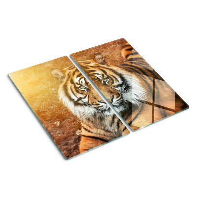 Tábua para corte Tigre sob os raios do sol