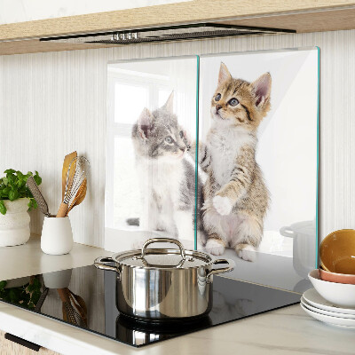 Tábua para corte Gatos em um fundo branco