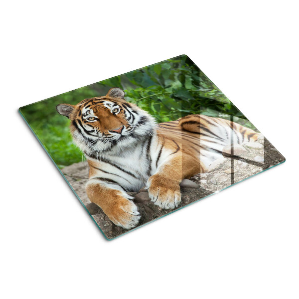 Tábua para corte Tigre em seu habitat natural