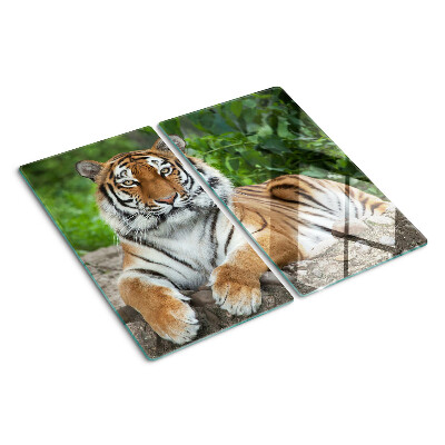 Tábua para corte Tigre em seu habitat natural