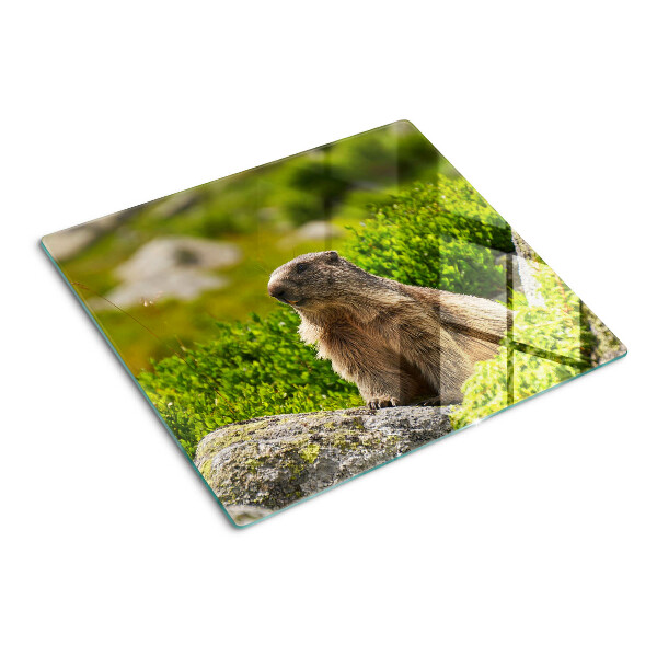 Tábua para corte Marmota contra um fundo de grama verde