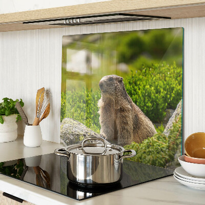 Tábua para corte Marmota contra um fundo de grama verde