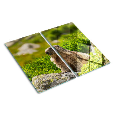 Tábua para corte Marmota contra um fundo de grama verde