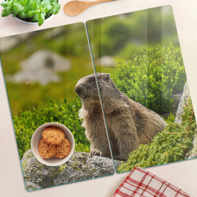 Tábua para corte Marmota contra um fundo de grama verde