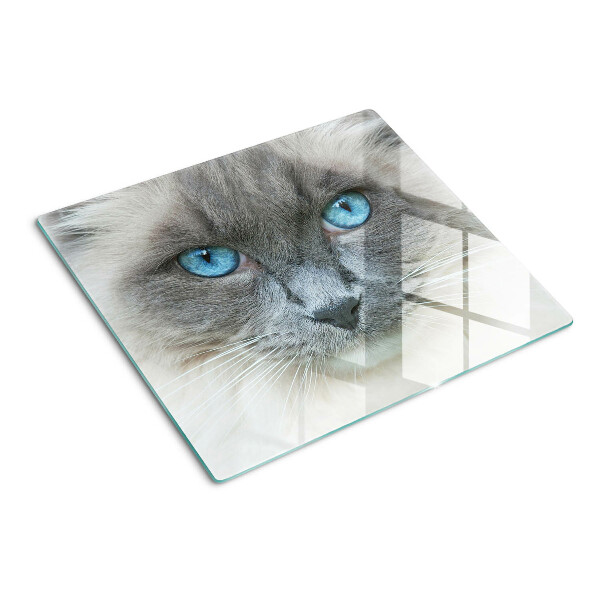 Tábua para cozinha Um gato com olhos azuis