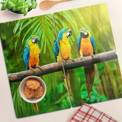 Tábua para corte Papagaios em um galho nos trópicos