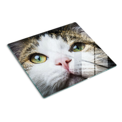 Tábua para cozinha Um gato com olhos verdes