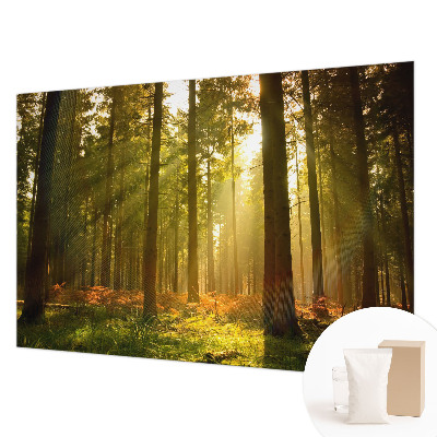 Papel de parede para quarto Manhã na floresta