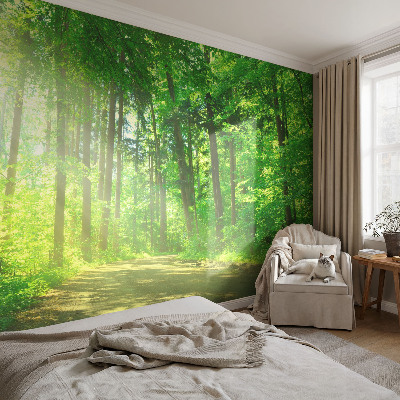Papel de parede para sala Trilha na floresta