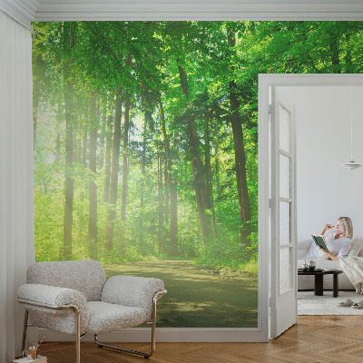Papel de parede para sala Trilha na floresta