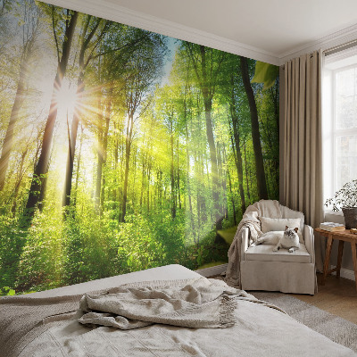 Papel de parede decorativo Luz da floresta