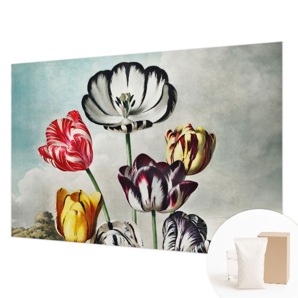 Papel de parede fotográfico Tulipas coloridas
