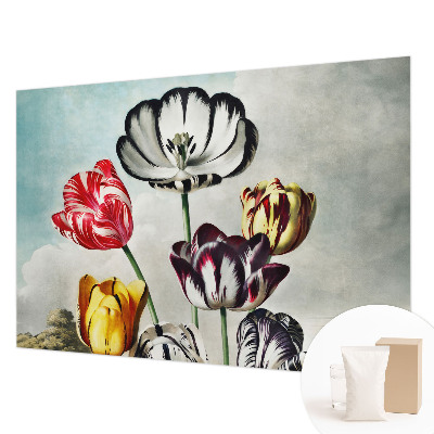 Papel de parede fotográfico Tulipas coloridas