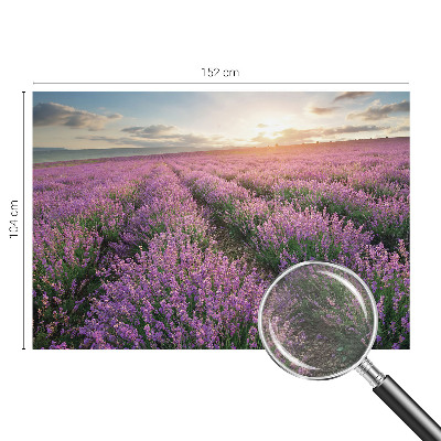 Mural de fotos na parede campos de lavanda