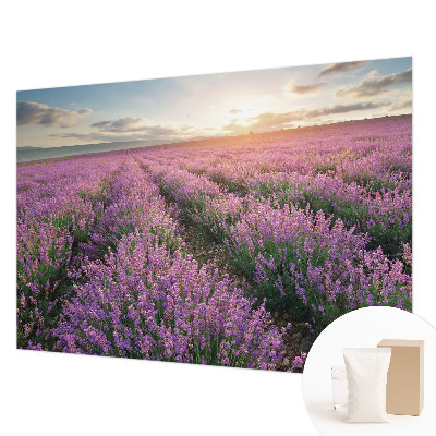 Mural de fotos na parede campos de lavanda