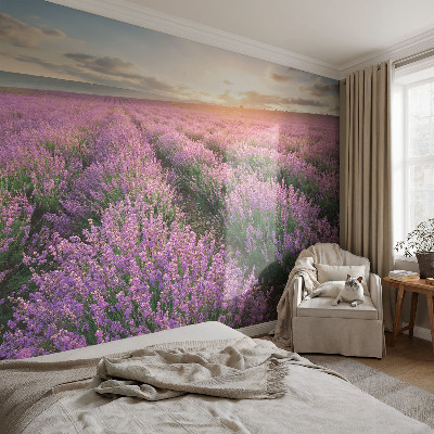Mural de fotos na parede campos de lavanda