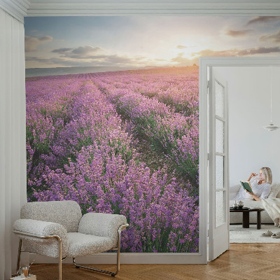 Mural de fotos na parede campos de lavanda