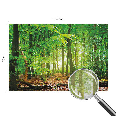 Papel de parede fotográfico Floresta verde