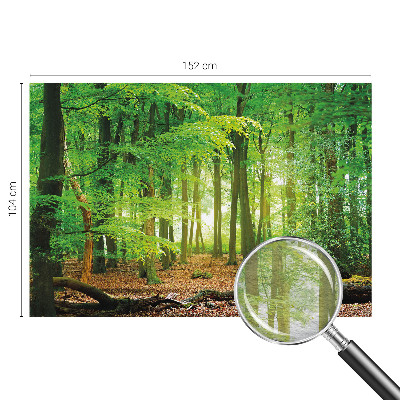 Papel de parede fotográfico Floresta verde