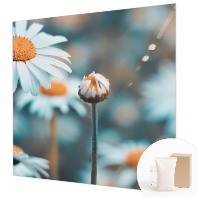 Papel de parede fotográfico Delícia de camomila