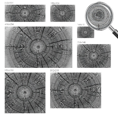 Papel de parede Harmonia da floresta