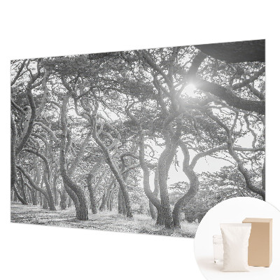 Mural fotográfico Floresta atmosférica