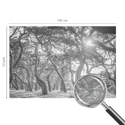 Mural fotográfico Floresta atmosférica