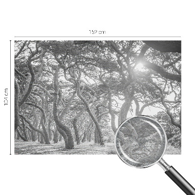 Mural fotográfico Floresta atmosférica