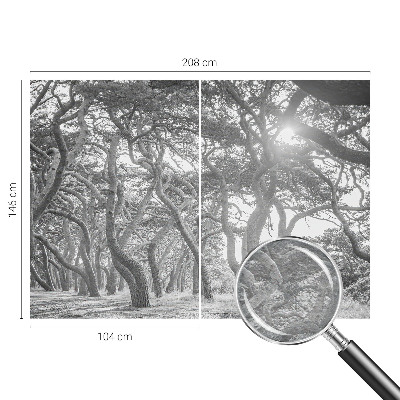 Mural fotográfico Floresta atmosférica