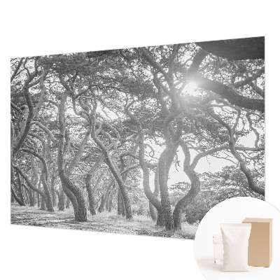Mural fotográfico Floresta atmosférica