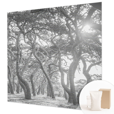 Mural fotográfico Floresta atmosférica