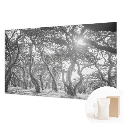 Mural fotográfico Floresta atmosférica