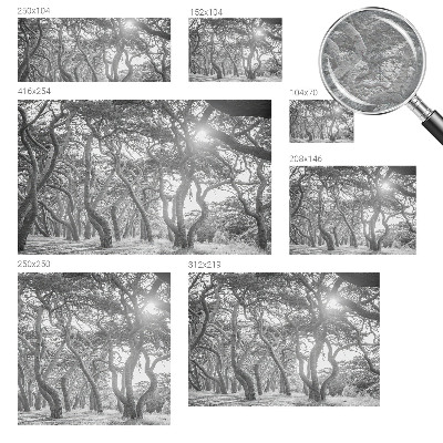 Mural fotográfico Floresta atmosférica