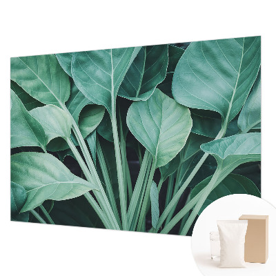 Papel de parede fotográfico Natureza verde