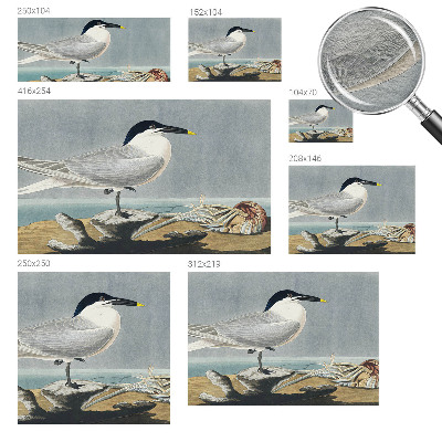 Papel de parede decorativo Elegância ornitológica