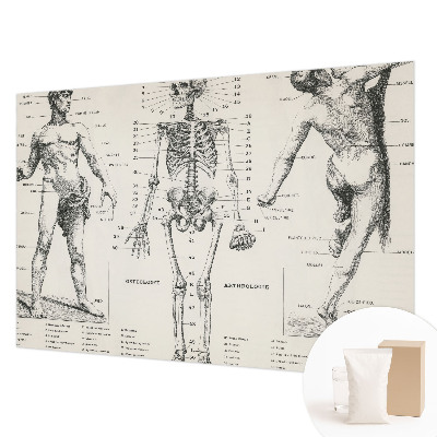 Papel de parede para quarto Anatomia clássica