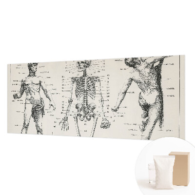 Papel de parede para quarto Anatomia clássica