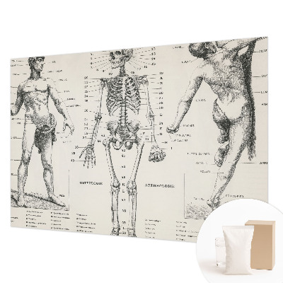 Papel de parede para quarto Anatomia clássica