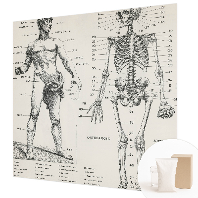 Papel de parede para quarto Anatomia clássica