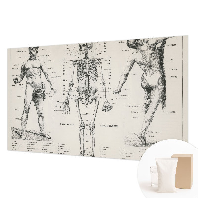 Papel de parede para quarto Anatomia clássica