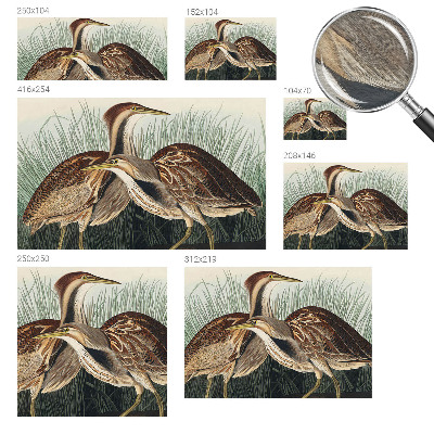 Papel de parede fotográfico pássaros realistas