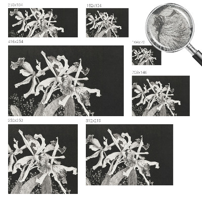 Mural fotográfico Ilustração de orquídea