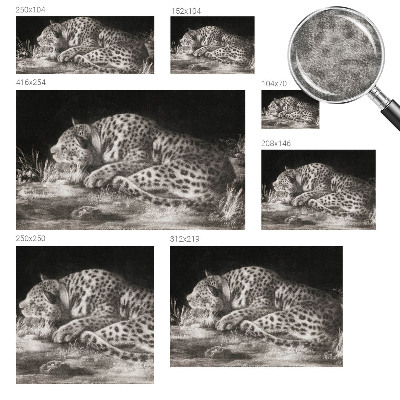 Papel de parede para sala Leopardo descansando