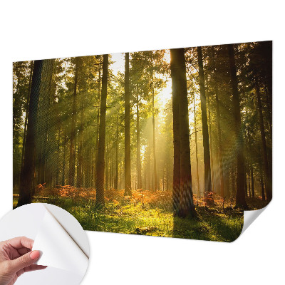 Autocolante de parede fotográfico com imagem 'Manhã na floresta' para decoração de parede