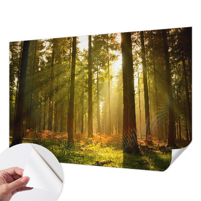 Autocolante de parede fotográfico com imagem 'Manhã na floresta' para decoração de parede