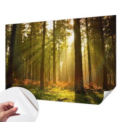 Autocolante de parede fotográfico com imagem 'Manhã na floresta' para decoração de parede