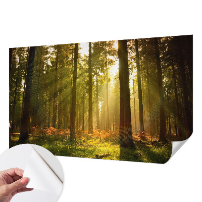 Autocolante de parede fotográfico com imagem 'Manhã na floresta' para decoração de parede